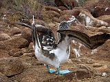 Galapagos 2-1-07 North Seymour Blue-footed Booby Courtship Dance The visitor trail on North Seymour is approximately 2.5km in length, crossing the inland of the island and exploring the rocky coast. Named for their blue legs and feet, blue-footed boobies perform their courtship dance in the more open areas. The courtship of the blue-footed booby consists of the male flaunting his blue feet and dancing to impress the female. During the dance, the male will spread his wings and stomp his feet on the ground.